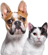 Petnestmart™ Hands-Free Laser Cat Collar – Automatic Wearable Laser Pointer for Cats | Interactive Exercise & Boredom Relief