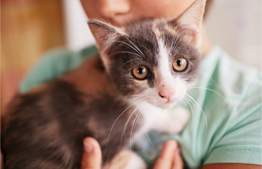 How to Spot, Treat, and Prevent Hot Spots in Pets